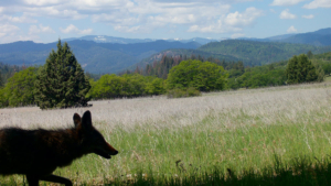 Coyote at wildlife crossing site south of SOU Ashland