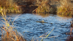 Salmon return after dam removal