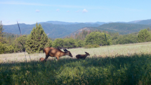SOU Ashland wildlife photo